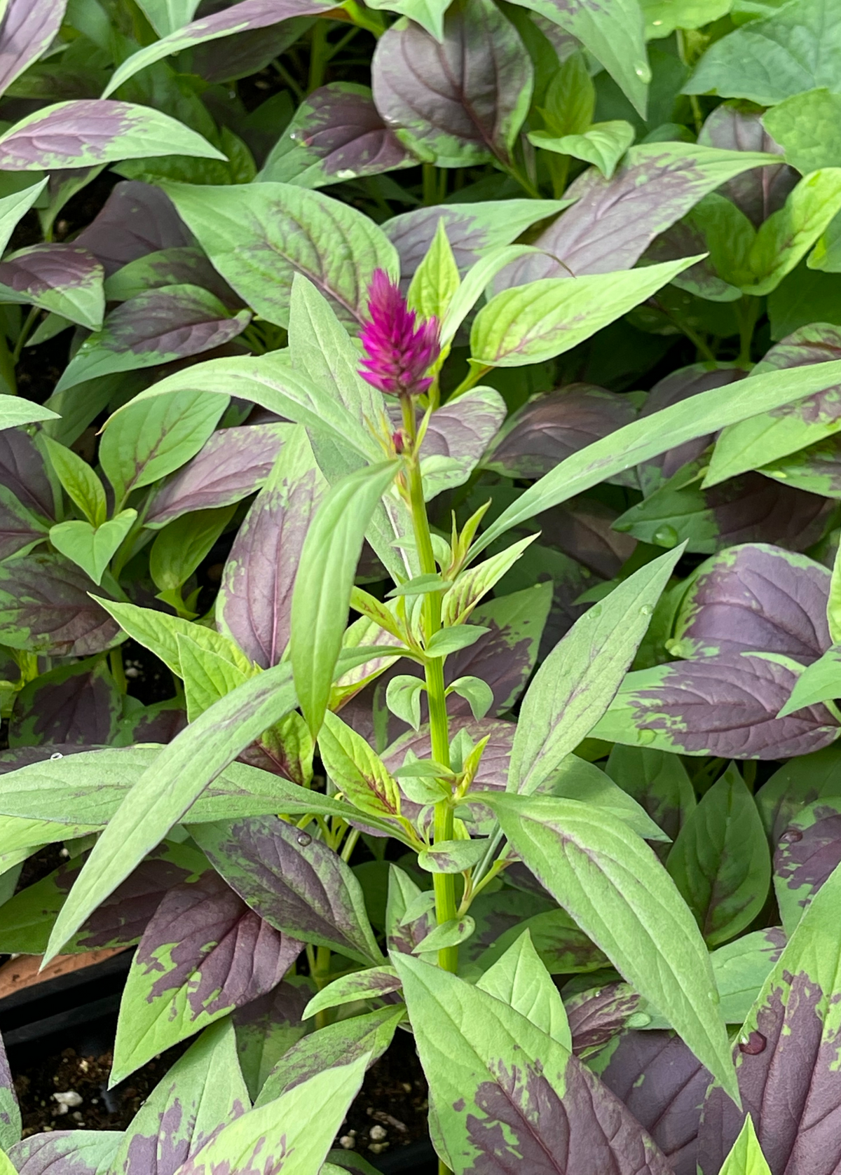 Lagos Spinach (Celosia argentea)
