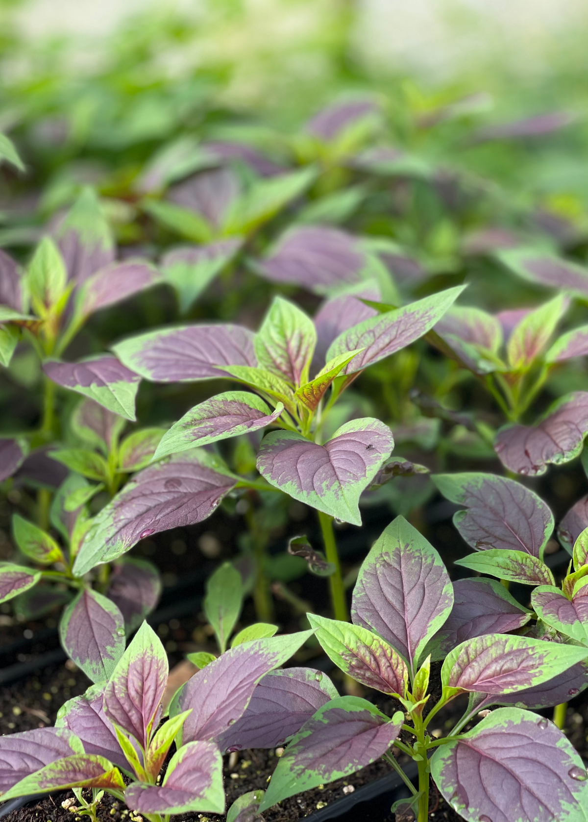 Lagos Spinach (Celosia argentea)