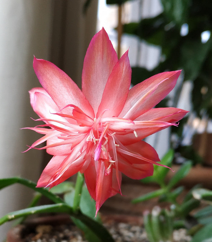 Unrooted Cuttings - 2 Schlumbergera "Laranja Dobrada" - Rare Double Orange Bloom Holiday Cactus - Thanksgiving/Christmas Cactus