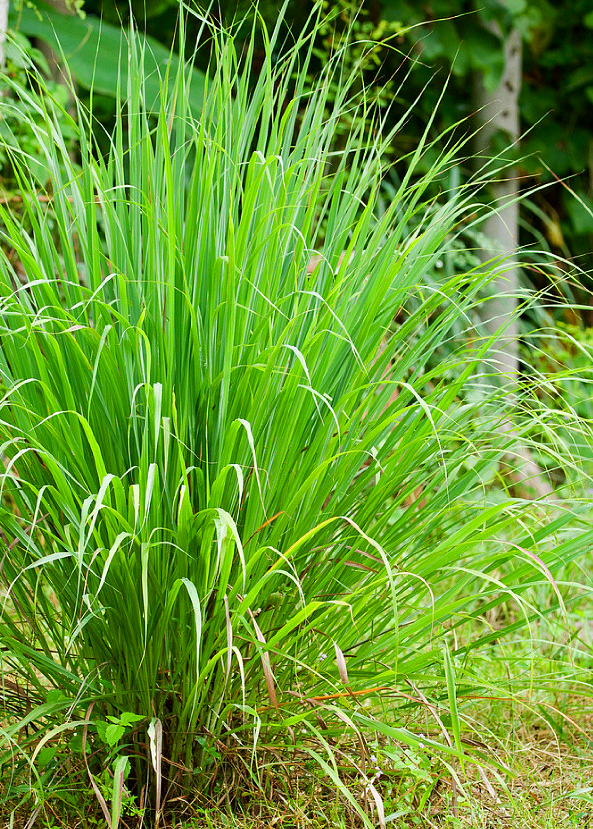 Lemongrass (Cymbopogon)