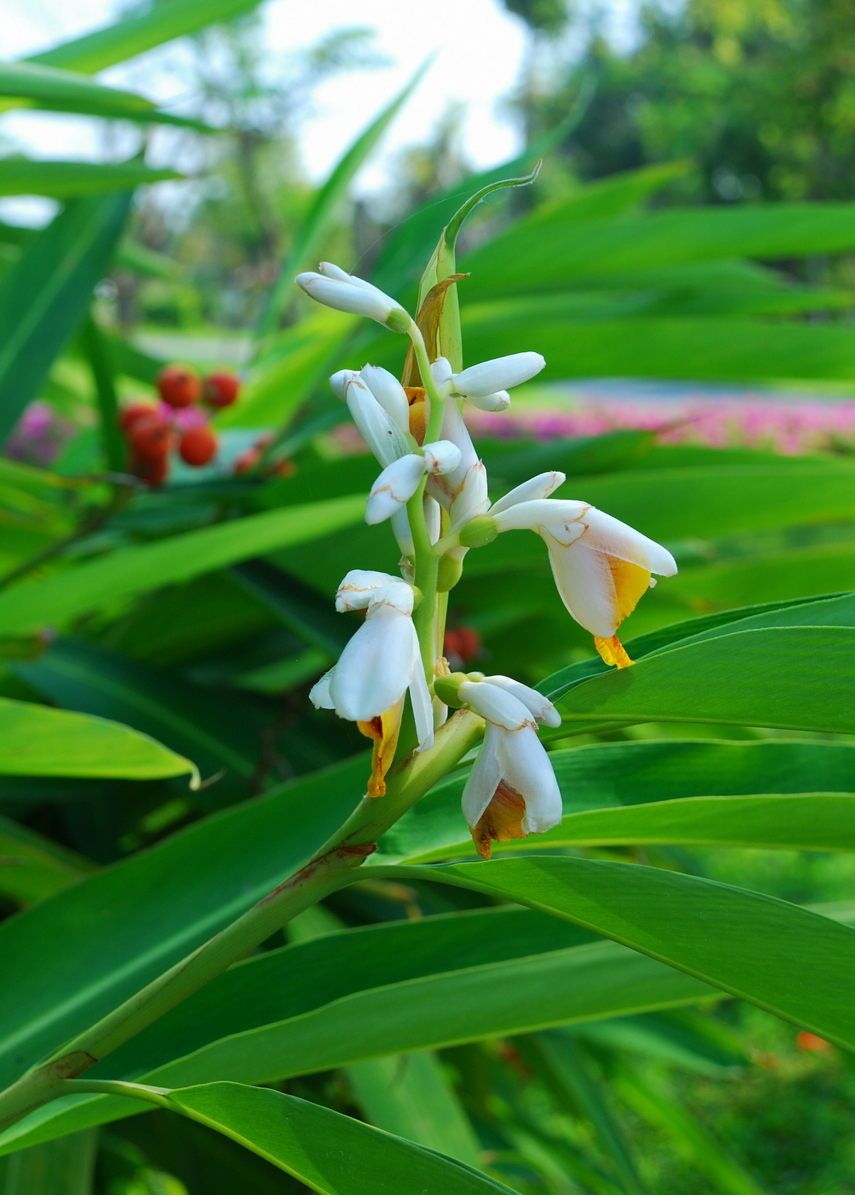 Lesser Galangal (Alpinia officinarum)