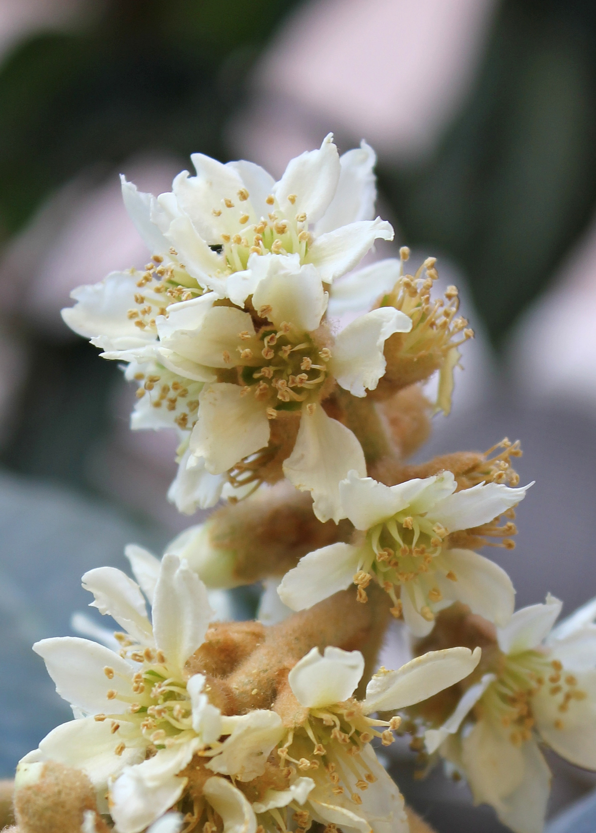 Loquat 'Christmas' (Eriobotrya japonica)