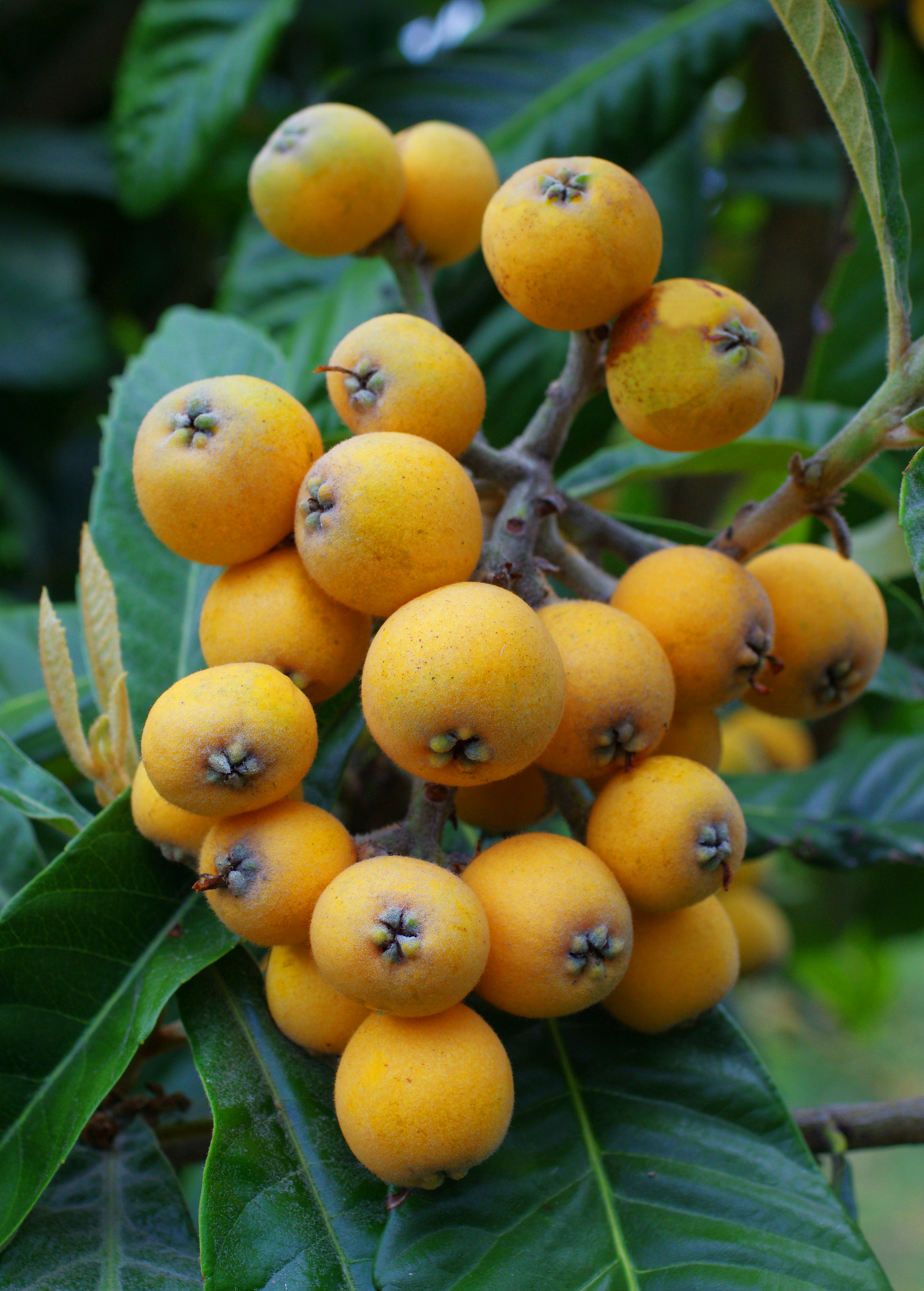 Loquat 'Christmas' (Eriobotrya japonica)