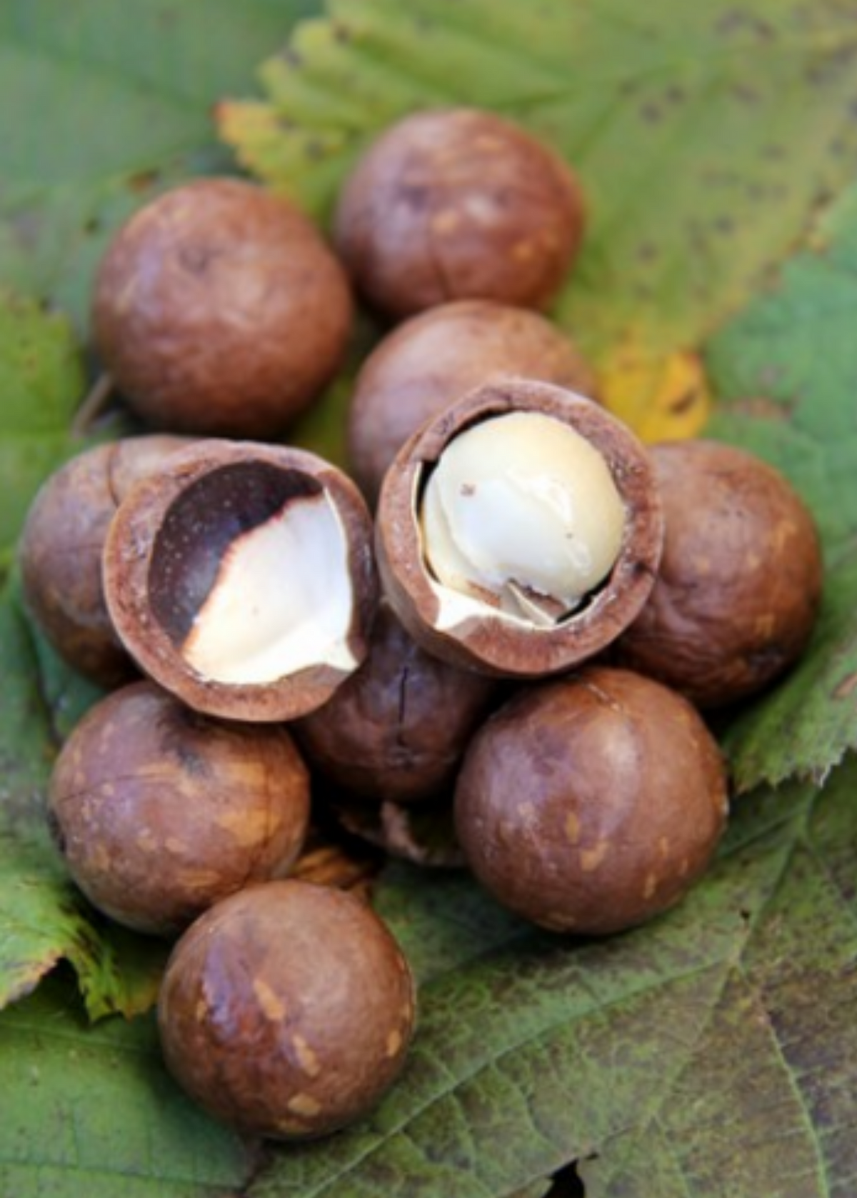 Macadamia 'Queen Anne' (Macadamia integrifolia)