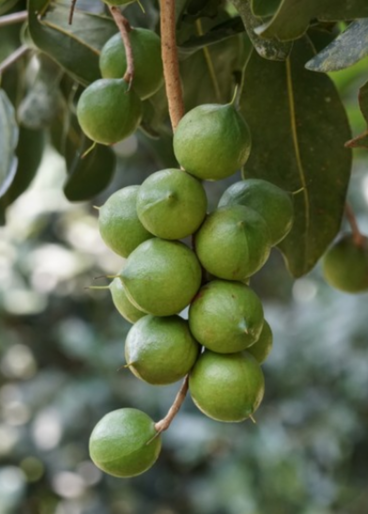Macadamia 'Beaumont' (Macadamia integrifolia x tetraphylla)