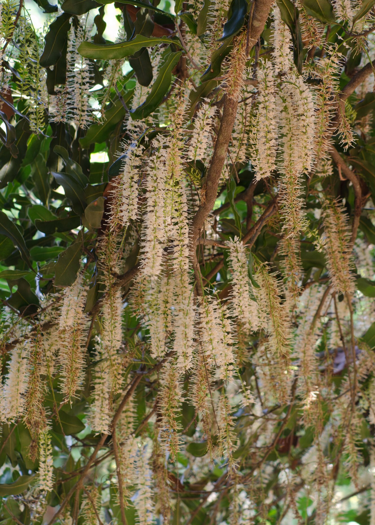 Macadamia 'Queen Anne' (Macadamia integrifolia)