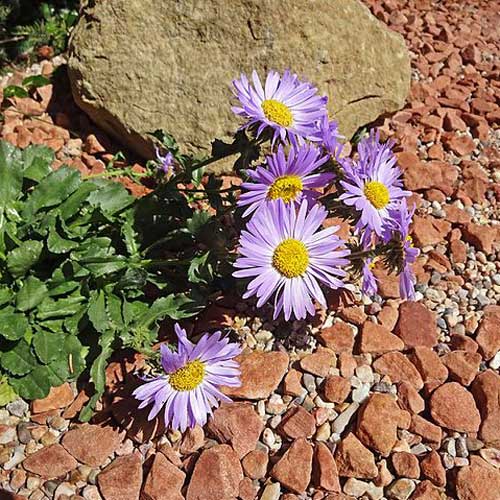 Machaeranthera bigelovii Seeds - 100 Non-GMO Purple Aster Wildflower Seeds for Pollinator-Friendly Gardens