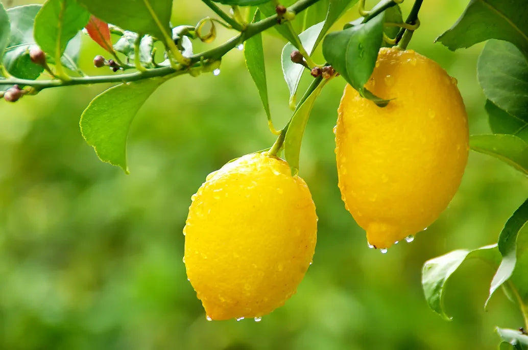 Meyer Lemon Tree Starter | 5" Organic Non-GMO | Sweet Citrus × meyeri | Ideal for Pots & Indoor Gardens