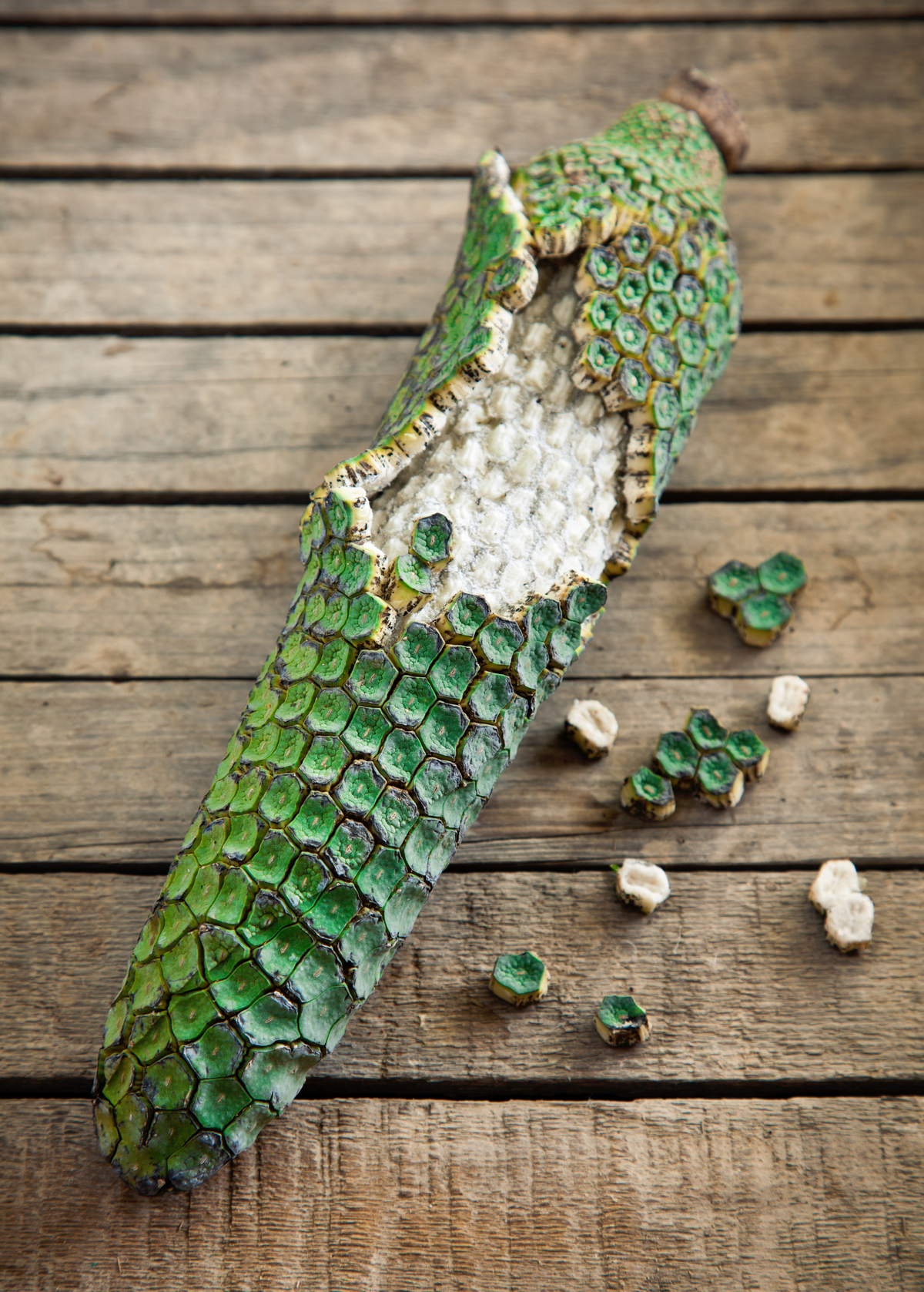 Monstera 'Thai Constellation' (Monstera deliciosa)