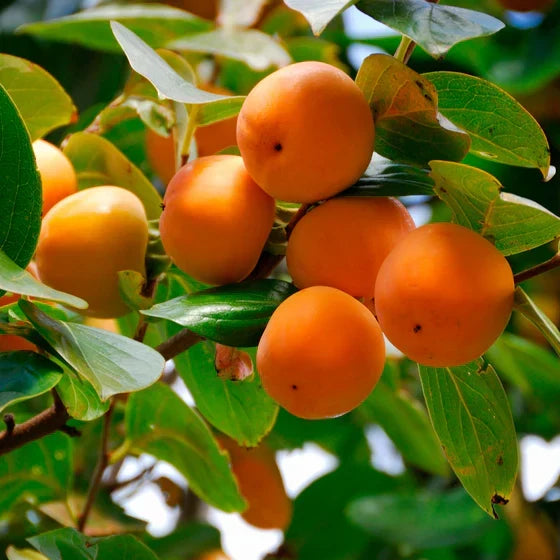 Live American Persimmon Tree Seedling 6–12” | Cold Hardy Edible Fruit | Diospyros virginiana | Native Wildlife Plant