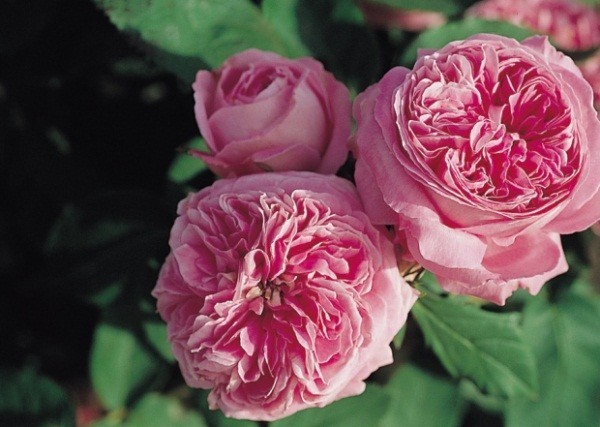 4 Unrooted French Rose Cuttings 6–8” | Heirloom Variety | Rare Fragrant Roses | Perfect for Propagation and Garden Starter