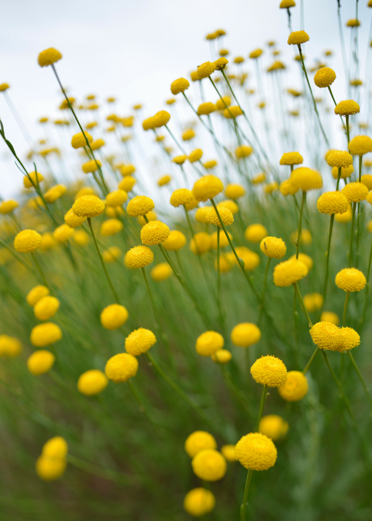 Olive Herb (Santolina rosmarinifolia)