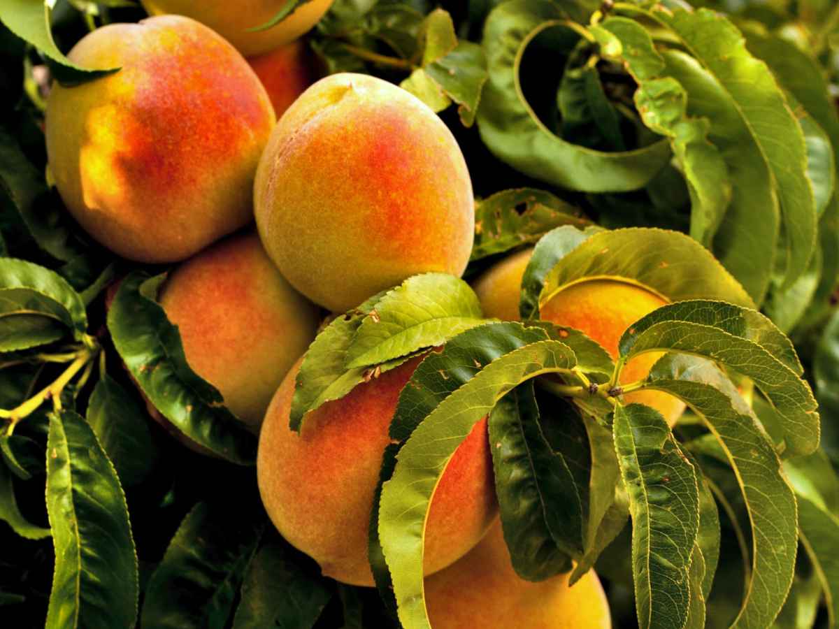 6 Unrooted Yellow Peach Tree Cuttings | Prunus persica | Organic Heirloom Variety for Home Garden & Orchard