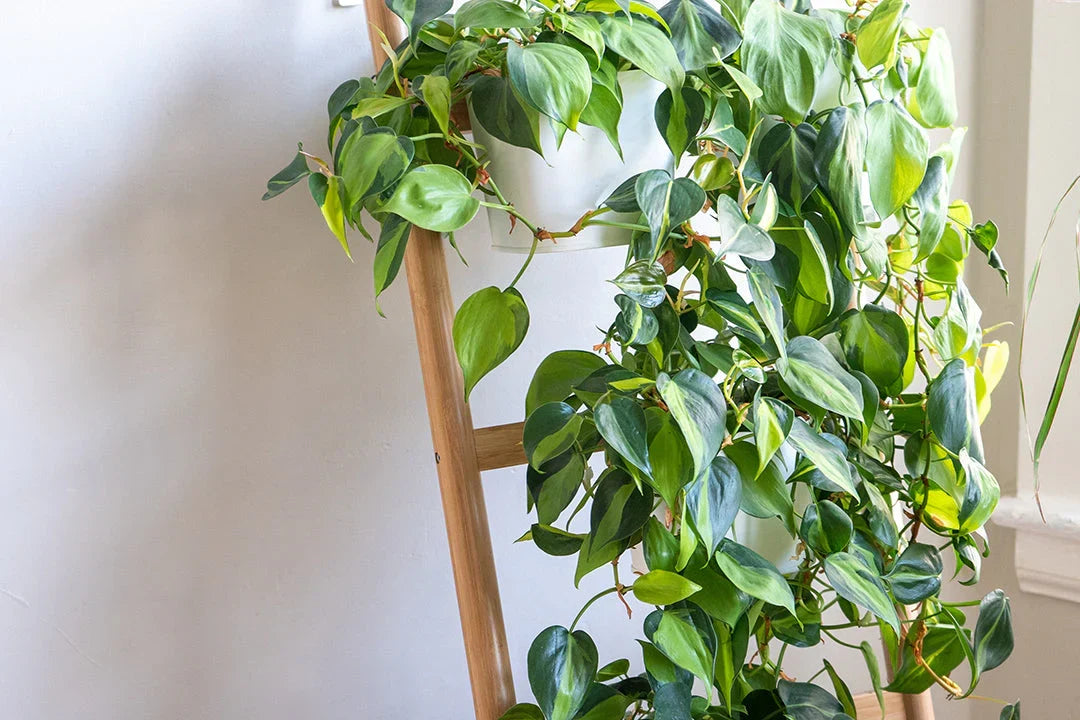 6 Indoor Plant Cuttings - Pothos & Philodendron Combo - Marble Queen, Brazil & N'Joy - Unrooted Stems for Propagation