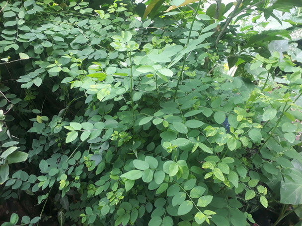 Katuk Cuttings - 7 Fresh Unrooted Cuttings - Star Gooseberry Edible Vegetable Plant - Sauropus androgynus