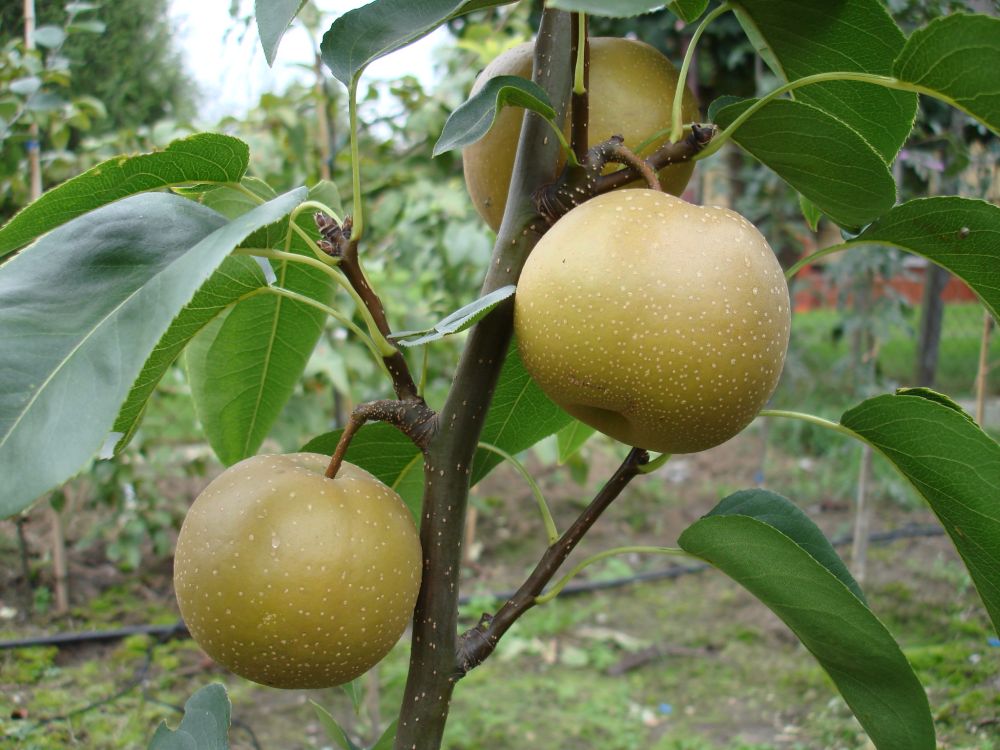 Super Rare Japanese Pear Cutting - 1 Fresh Unrooted Cutting for Grafting & Propagation - Pyrus pyrifolia Nashi