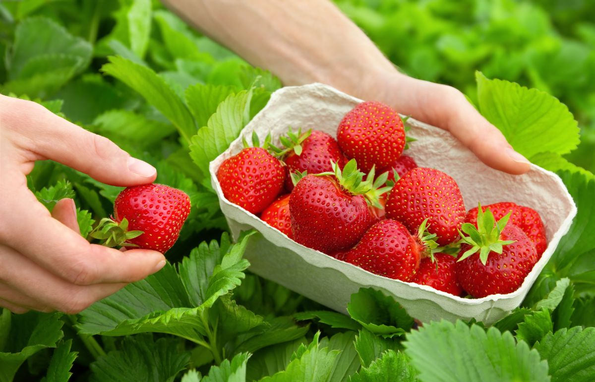 Quinault Everbearing Strawberry Plants - 25 Bare Root - Large Sweet Berries - Cold Hardy - Disease Resistant - Fragaria x ananassa
