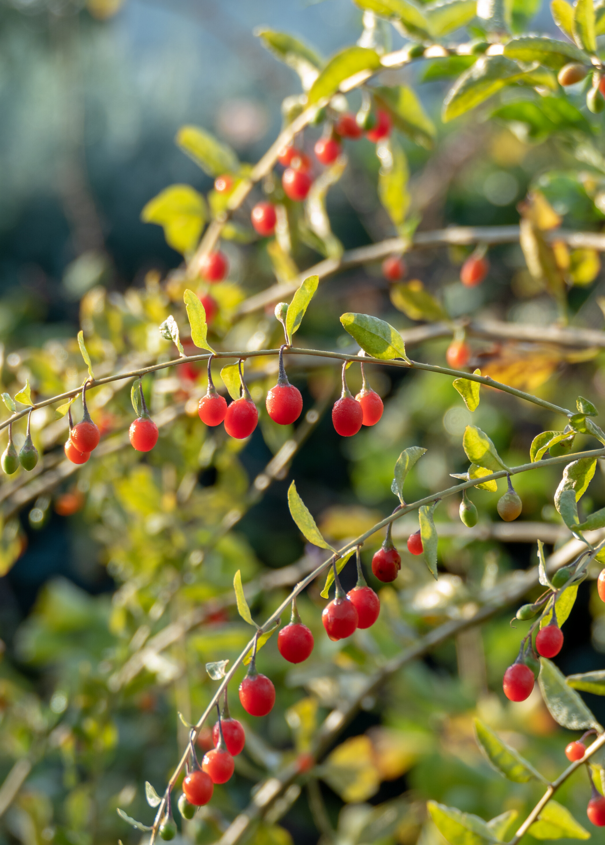 Red Goji Berry (Lycium barbarum)