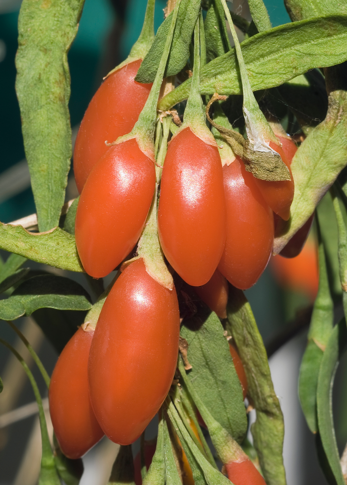 Red Goji Berry (Lycium barbarum)