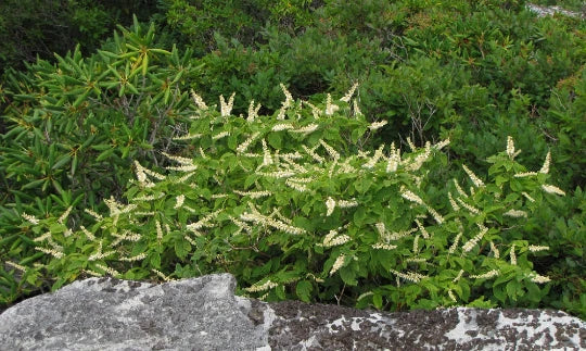 Mountain Pepper Bush Seeds - 30+ Count - Clethra acuminata - Aromatic Native Shrub for Gardening - Fragrant Pollinator Plant