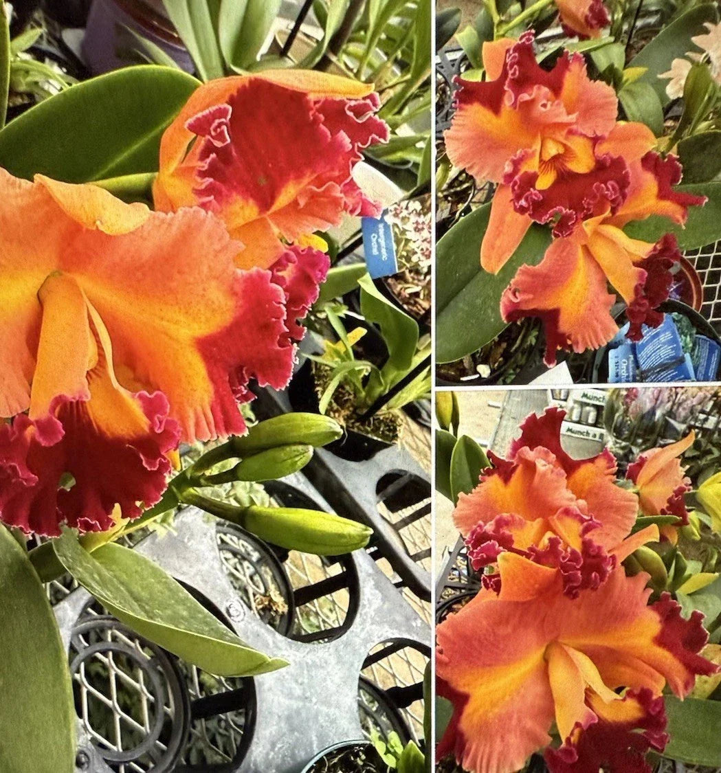 Cattleya Orchid Plant Bare Root 3 Stem Rlc Chief Queen Cattleya Rlc Chief Queen - Vibrant Flowers, Easy Care