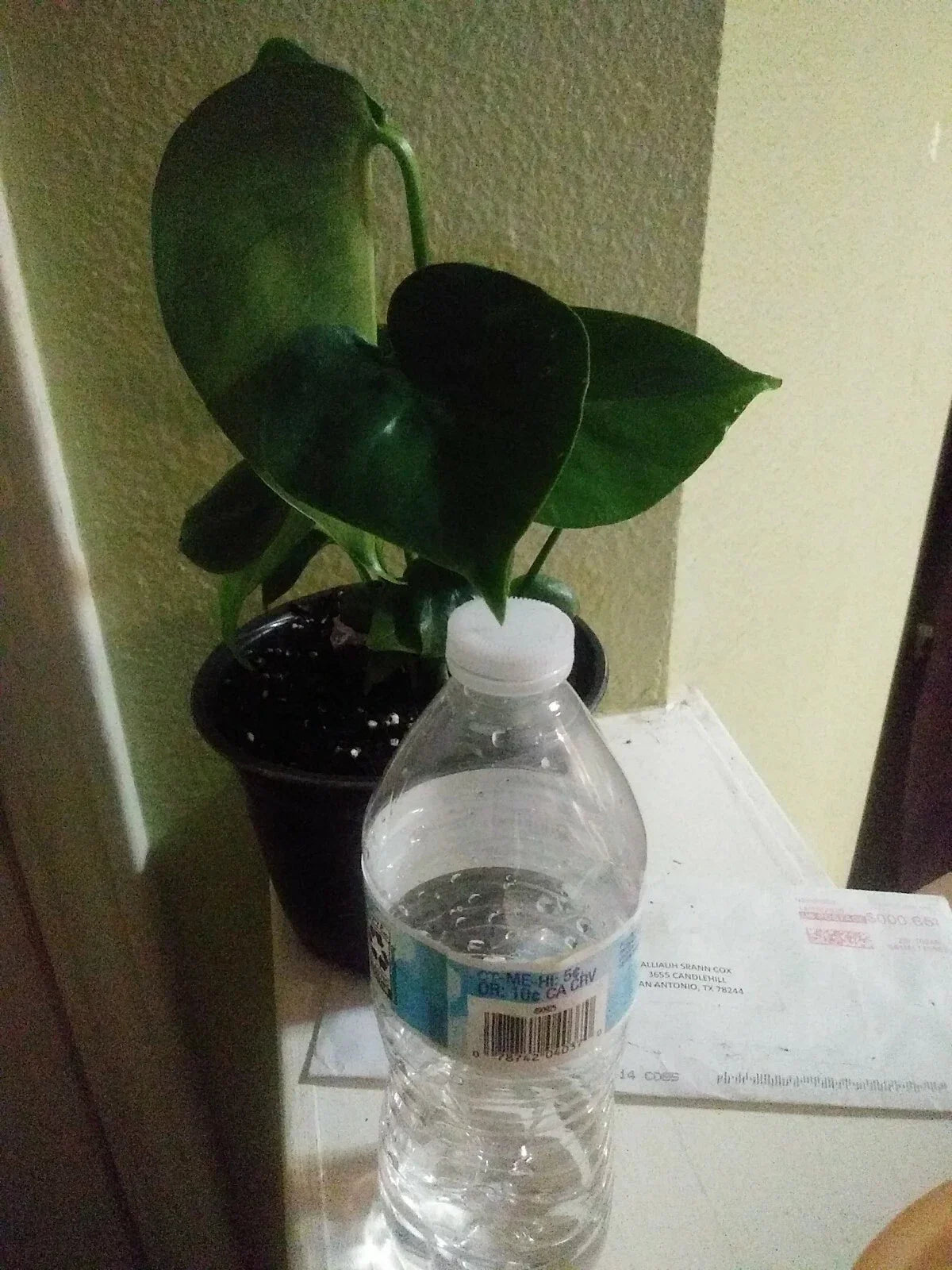 Philodendron Monstera - 6" Pot - Tropical Houseplant with Green Foliage - Monstera Deliciosa - Indoor Plant Decor