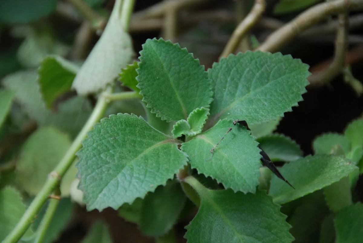 Cuban Oregano Starter Plants 10 Pack Pesticide-Free Culinary Herb Plectranthus amboinicus