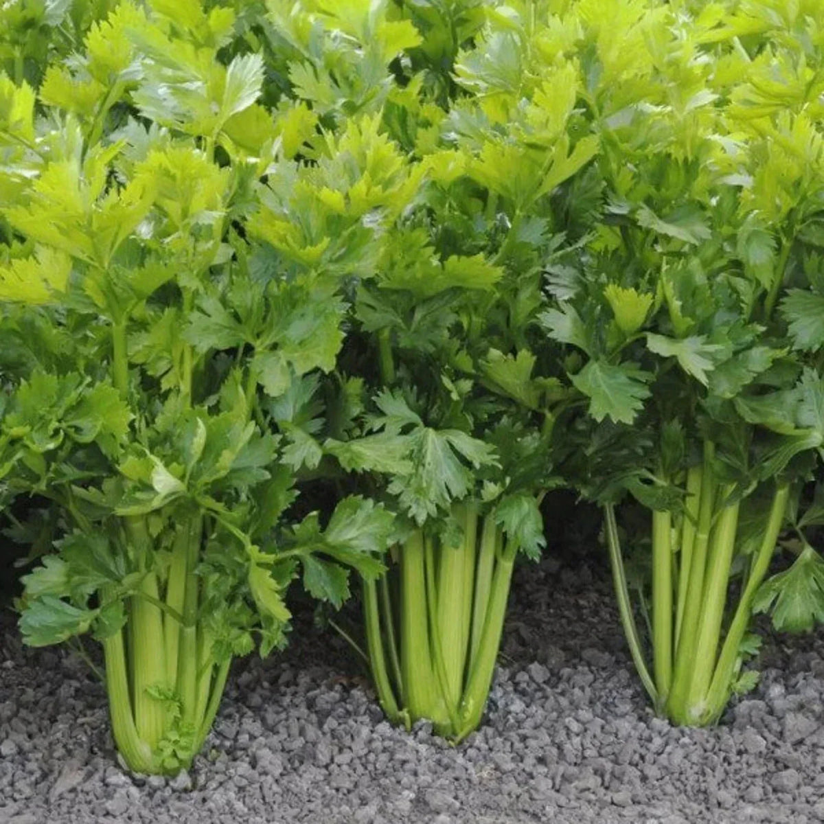 Tall Utah Celery Seeds Set of 100 - Non-GMO Heirloom Vegetable Seeds for Home Gardening, Apium graveolens