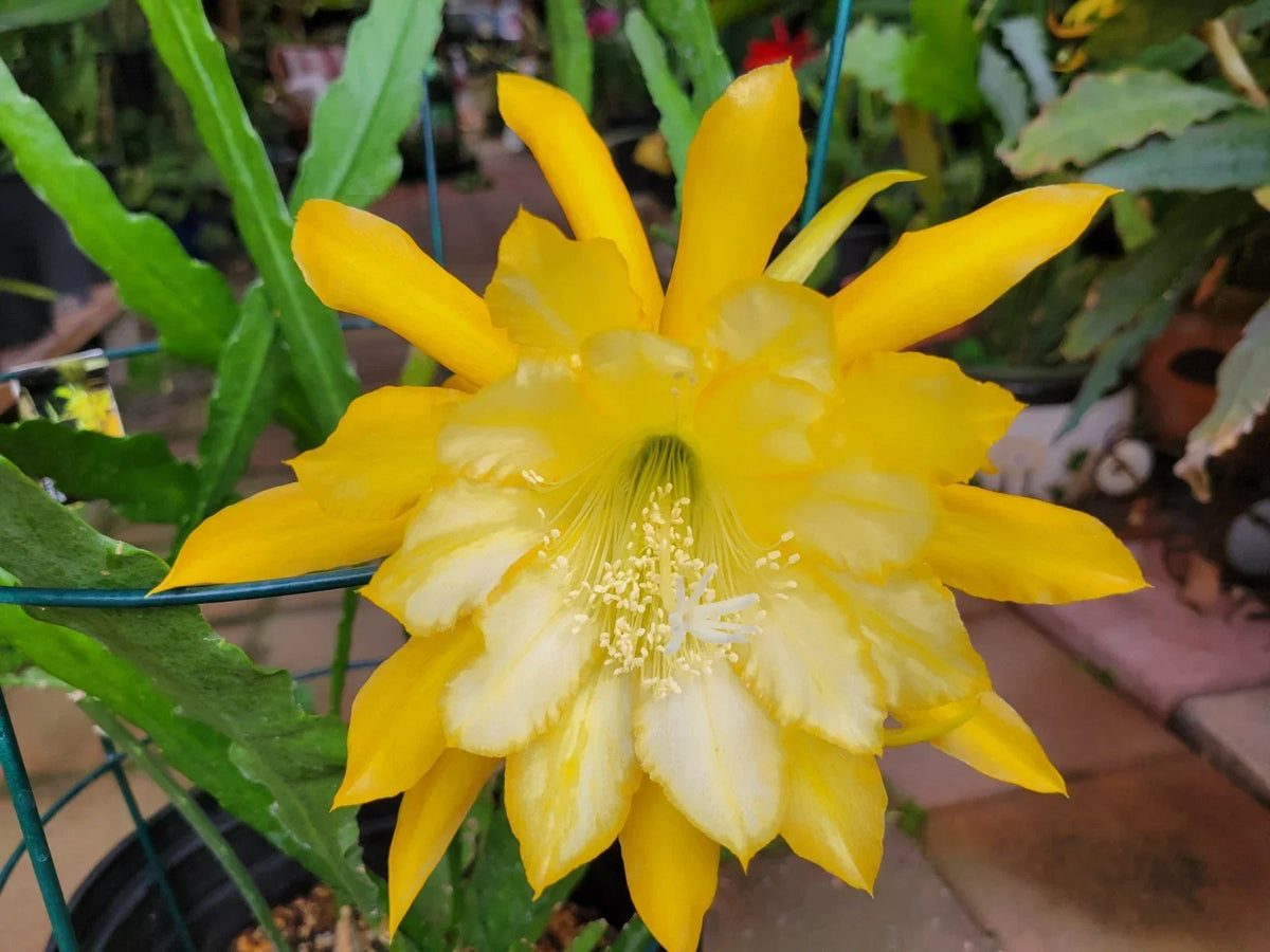 Epiphyllum Cuttings - 8 to 10 Inches - Going Bananas Variety - Unrooted Epiphyllum spp. for Propagation