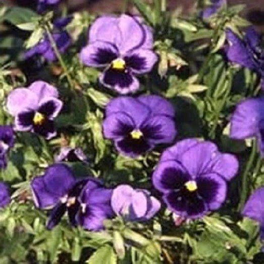 Viola Swiss Giant Ullswater Seeds - 50 Pansy Seeds for Colorful Garden Blooms - Viola tricolor var. hortensis