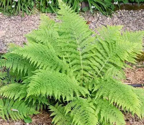 Lady Fern Bare-root Plant 2-5 ft Bright Green Lacy Foliage Athyrium Felix-Femina Perennial Shade Garden Ground Cover