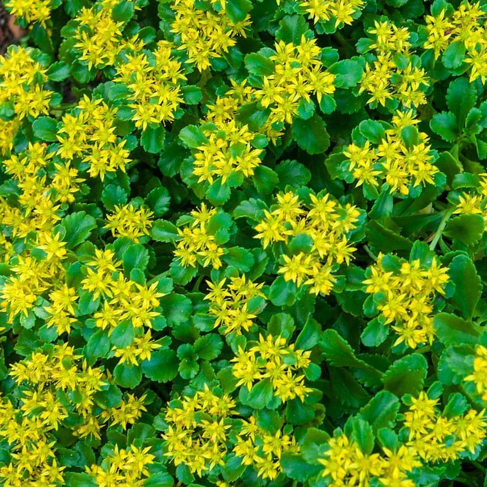 Large Ground Cover Golden Creeping Sedum Plants, Yellow Perennial, Well-Rooted, Sedum acre, Drought-Tolerant, Pollinator-Friendly