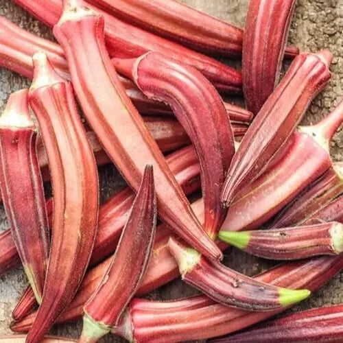 Jing Orange Okra Seeds - 30+ Non-GMO Vegetable Seeds for Asian Gardens - Abelmoschus esculentus - Free Shipping