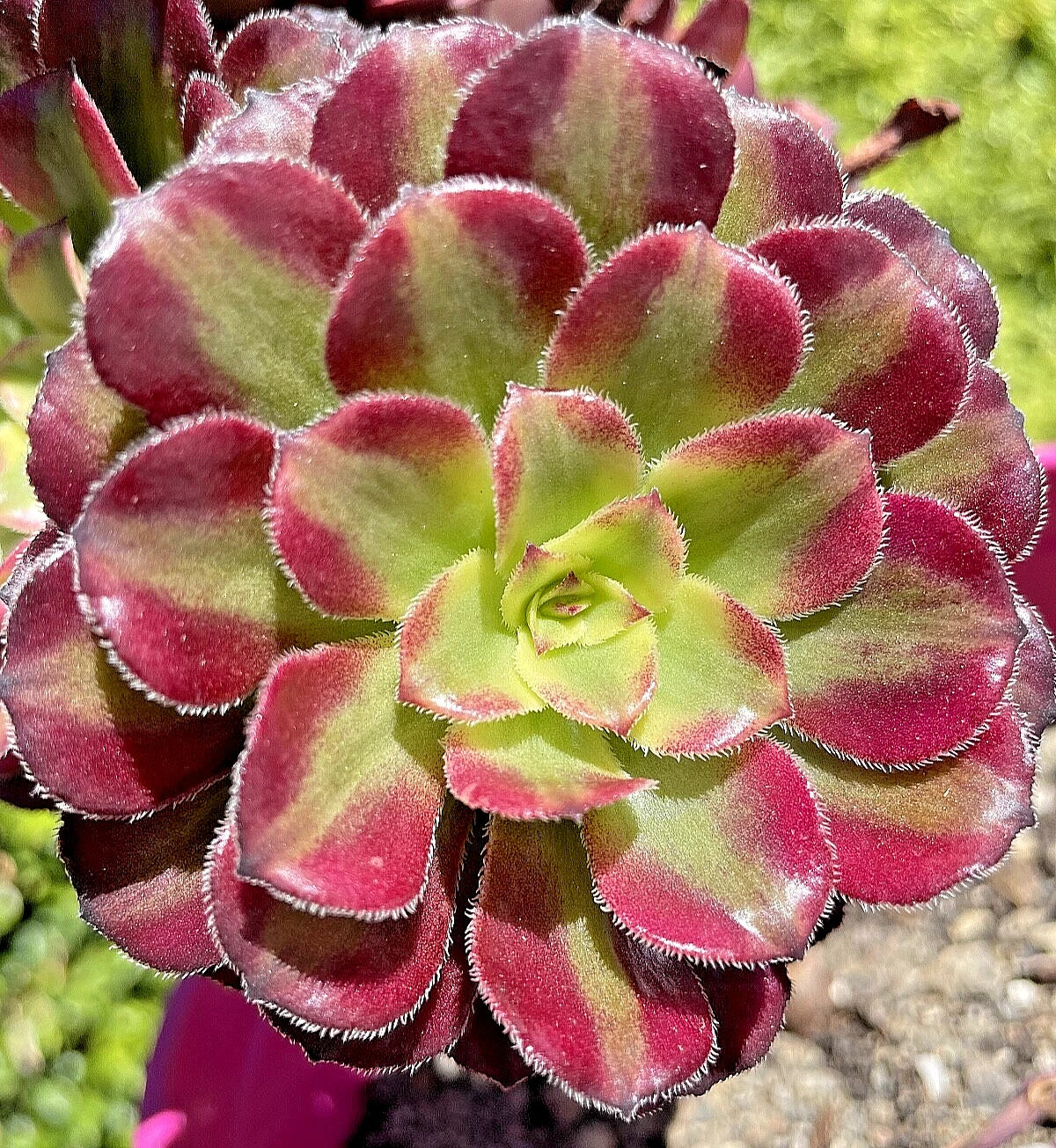 Aeonium Mardi Gras Succulent Cutting 3-4 Inches Variegated Unrooted Plant Aeonium decorum 'Mardi Gras' - Rare Collectible