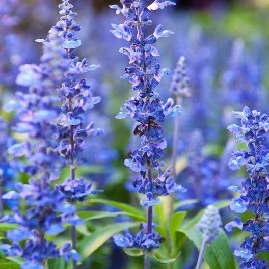 Hyssop Seeds 1500 Count Non-GMO Herbal Garden Seed Hyssopus officinalis - Aromatic Culinary & Medicinal Herb