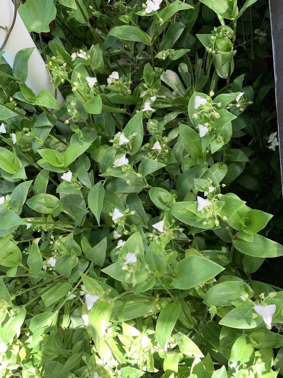 10 Cuttings Tradescantia Green Wandering Jew, Live Plant Propagation, Tradescantia fluminensis, Indoor Outdoor Garden