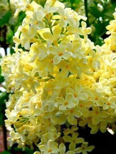 Yellow Lilac Seeds - 25 Perennial Flower Seeds - Syringa vulgaris - Fragrant Blooms for Gardens and Landscaping