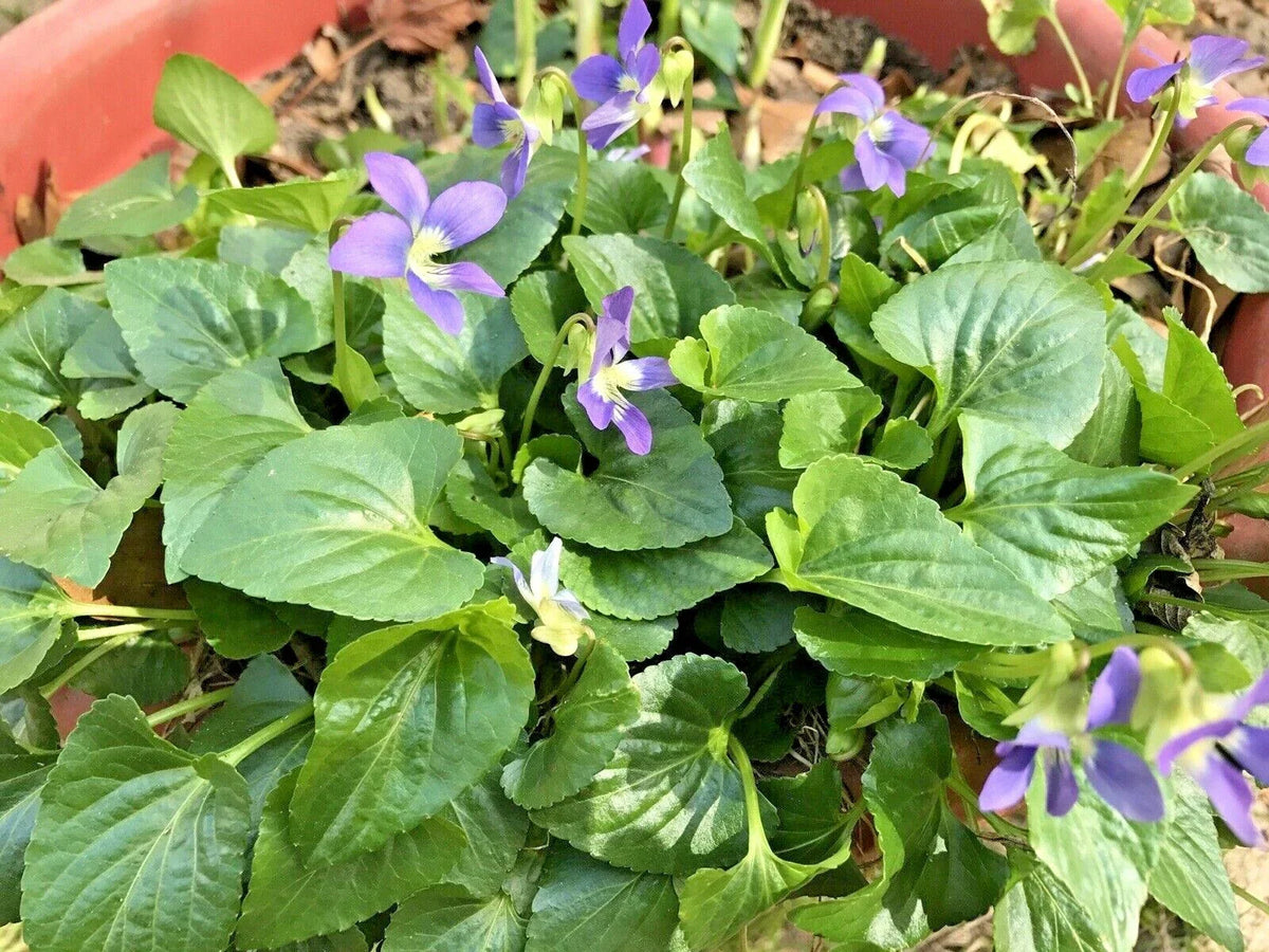 Purple Wild Violets Flower Bulbs - 100 Bare Root Perennial Plants - Viola sororia - Easy Grow Garden Essentials