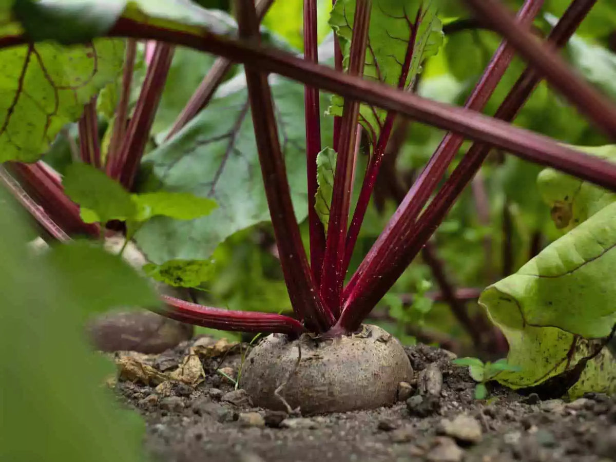 Crosby's Egyptian Beet Seeds, Organic Non-GMO, Flat Variety, Beta vulgaris - German Heirloom for Home Gardening