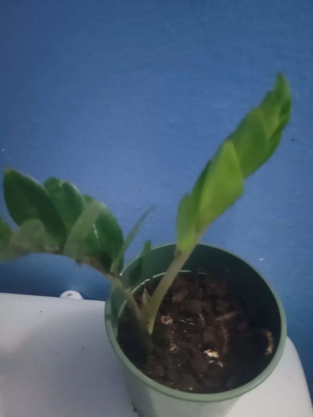 ZZ Plant - 8 oz Pot - Zamioculcas zamiifolia - Indoor Houseplant - Low Light Tolerant - Easy Care Greenery - Pet Friendly