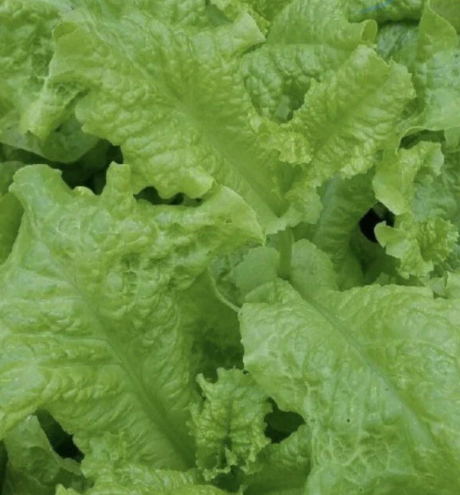 Black Seeded Simpson Lettuce Seeds - 5000 Count Non-GMO - Lactuca sativa - Crisp Green Leaves for Home Garden & Agriculture
