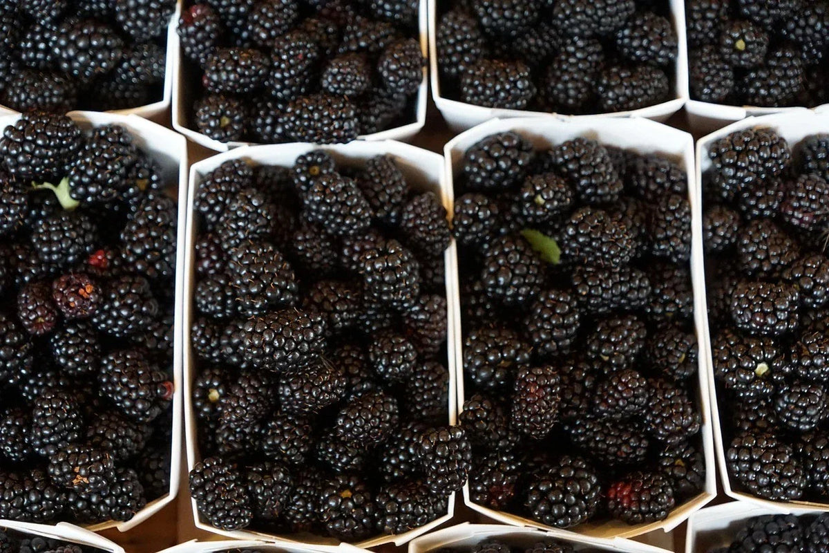 Organic Ouachita Thornless Blackberry Cuttings - 6" Long - 4 Count - Rubus fruticosus - Easy to Grow Berries for Home Gardens
