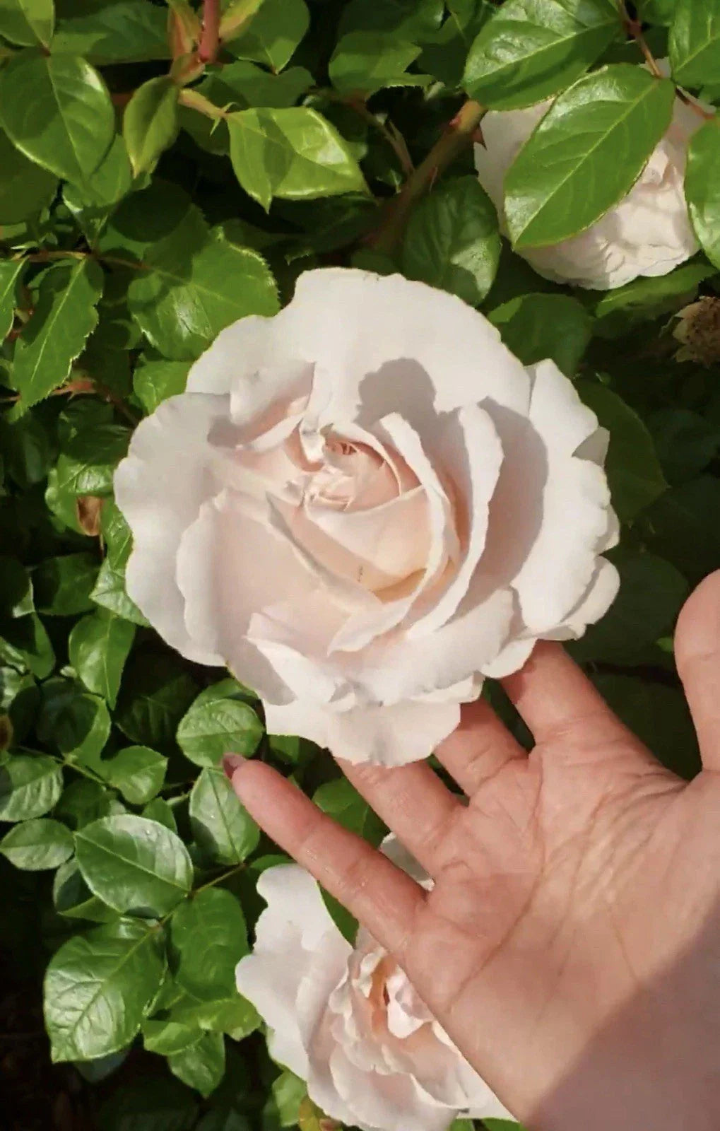 Unrooted Rose Cuttings - 6” Fresh Parfuma First Crush - Rosa 'Parfuma First Crush' - Perfect for Propagation and Gardens