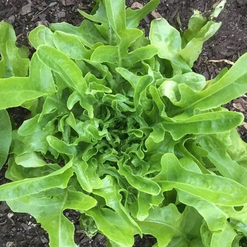 Organic Oakleaf Lettuce Seeds - 200 Count - Lactuca sativa var. crispula - Non-GMO, Fast-Growing, Nutrient-Rich Gardening Seed