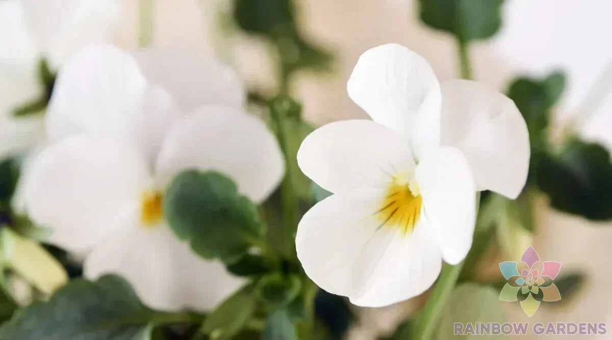 Admire Cream Pansy Seeds - 200+ Pack - Viola tricolor var. hortensis - Non-GMO Garden Flowers - USA