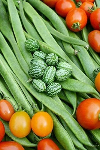 Cucamelon Seeds - 20 Pack - Mexican Sour Gherkin - Melothria scabra - Non-GMO, Garden Vegetable, Easy to Grow