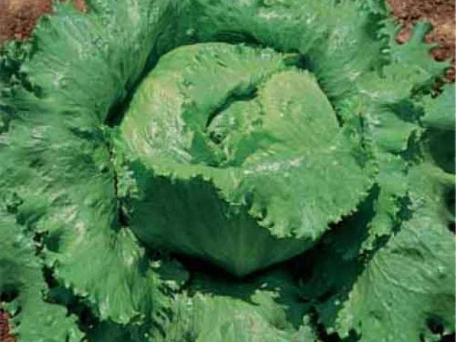 Crisphead Lettuce Seeds 200 Count - Great Lakes 118 Variety - Lactuca sativa - Dense Heads for Home Gardening