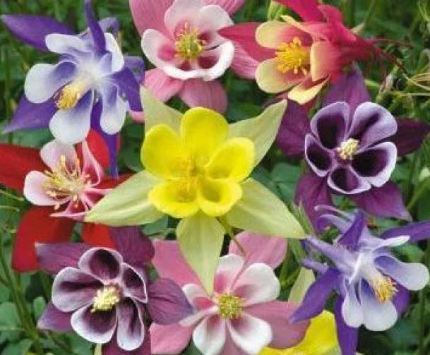 Columbine Seeds McKana Mix - 50 Fresh Seeds - Aquilegia caerulea - Colorful Garden Flower Seeds for Planting