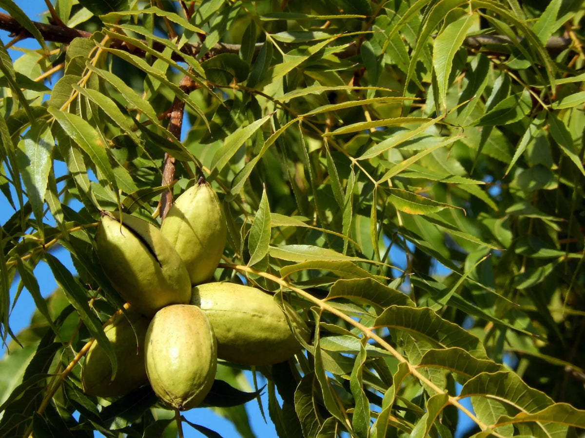 Pecan Tree Live Plant 18+ Inches Bare Root Carya illinoinensis - Rich Green Foliage for Full Sun, Zones 6-9