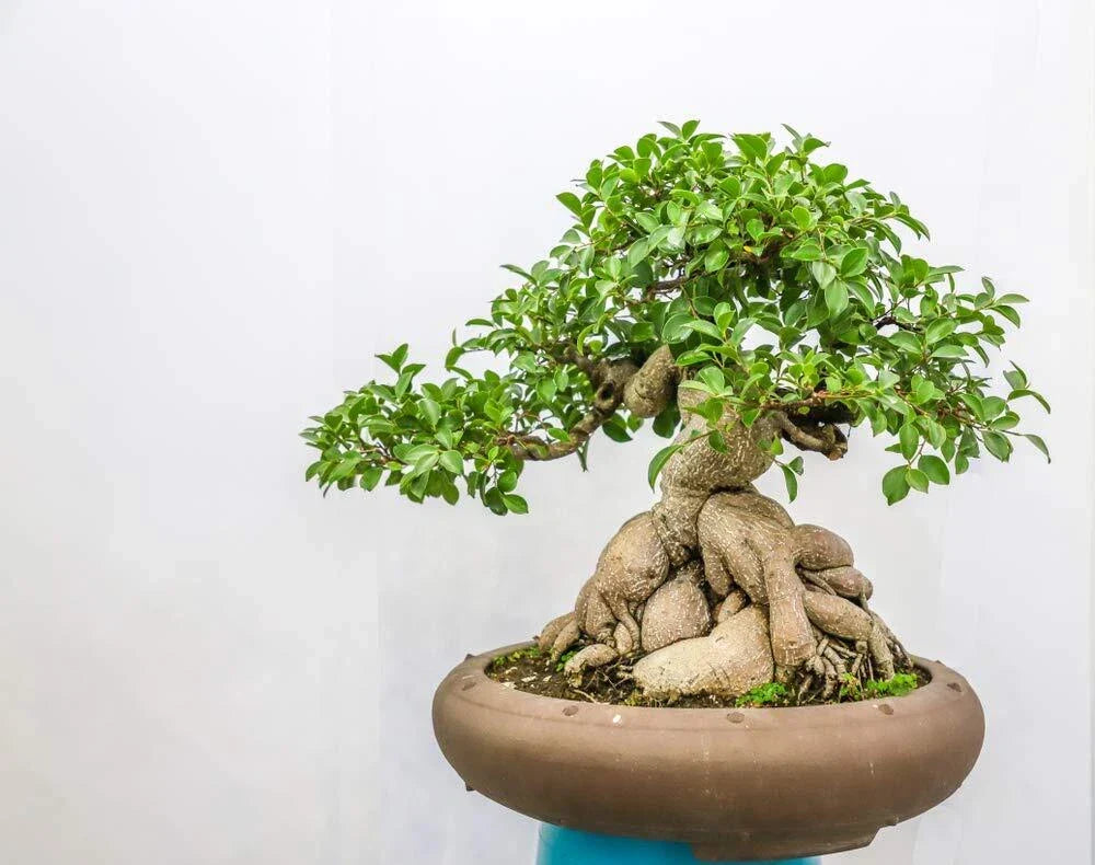 Ficus Bonsai Tree Seeds - 25 Seeds - Indoor Plant - Ficus retusa - Easy Care, Low Maintenance